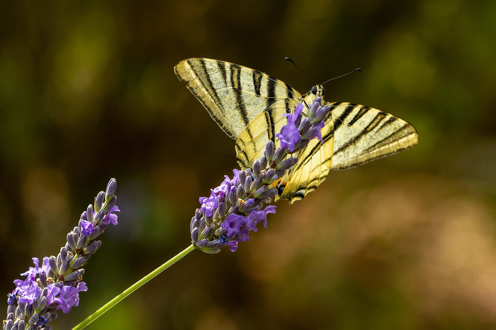  MG 1440-Iphiclides-poladirius-Flambe