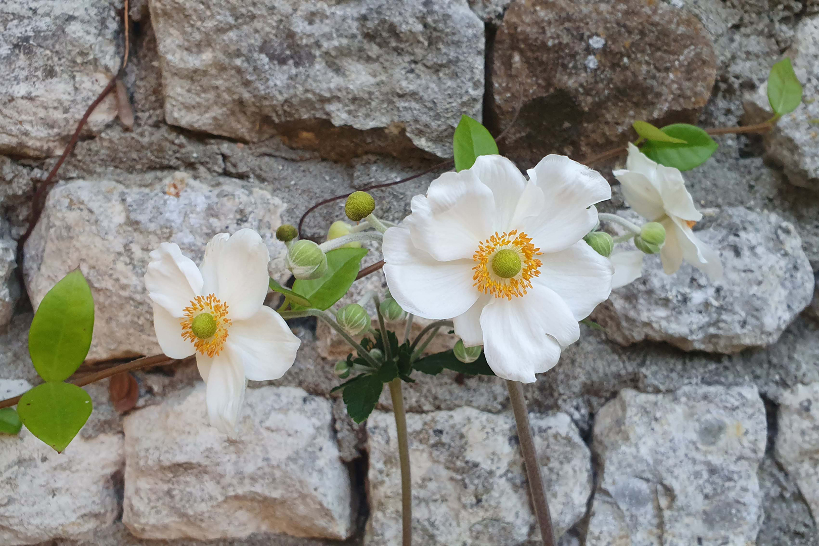 20210831 200851-Fleurs
