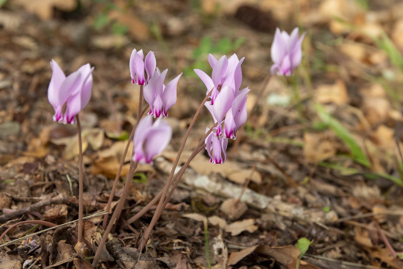  MG 3786-Fleurs