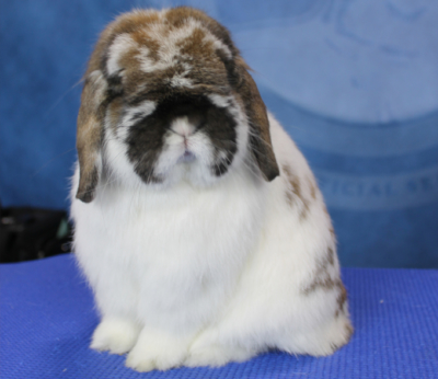 HollandLop-400x346