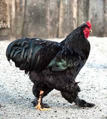 Brahma noir