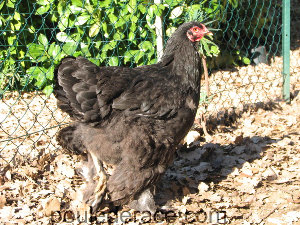 Brahma noire