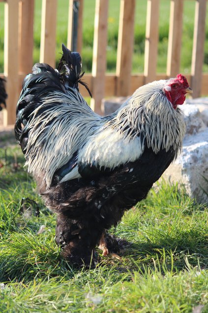 Brahma noir argente