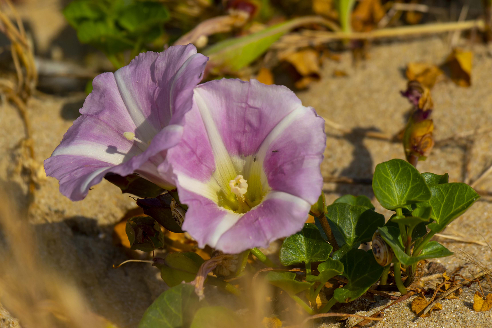  MG 9298-CR2-Fleurs-de-dunes