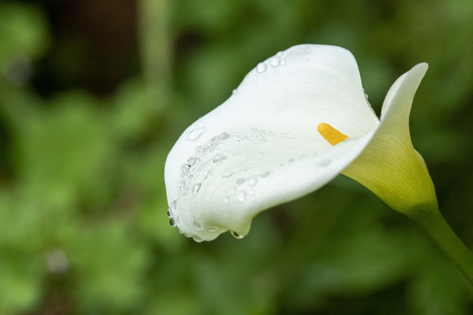  MG 8656-Arum