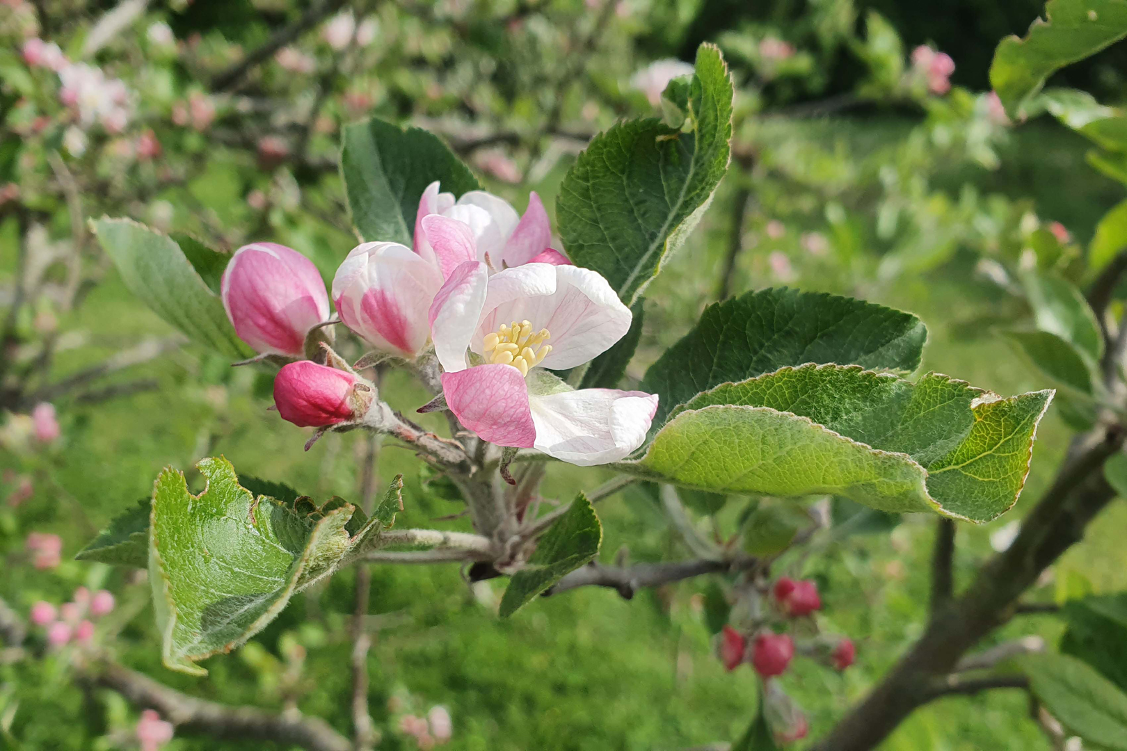 20230421 162831-Printemps