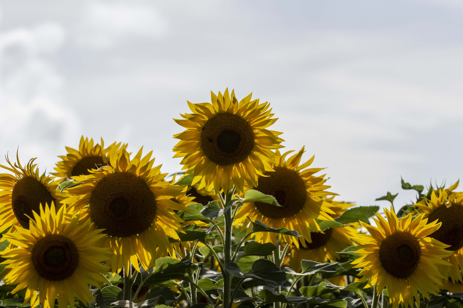 IMG 5285-Tournesols
