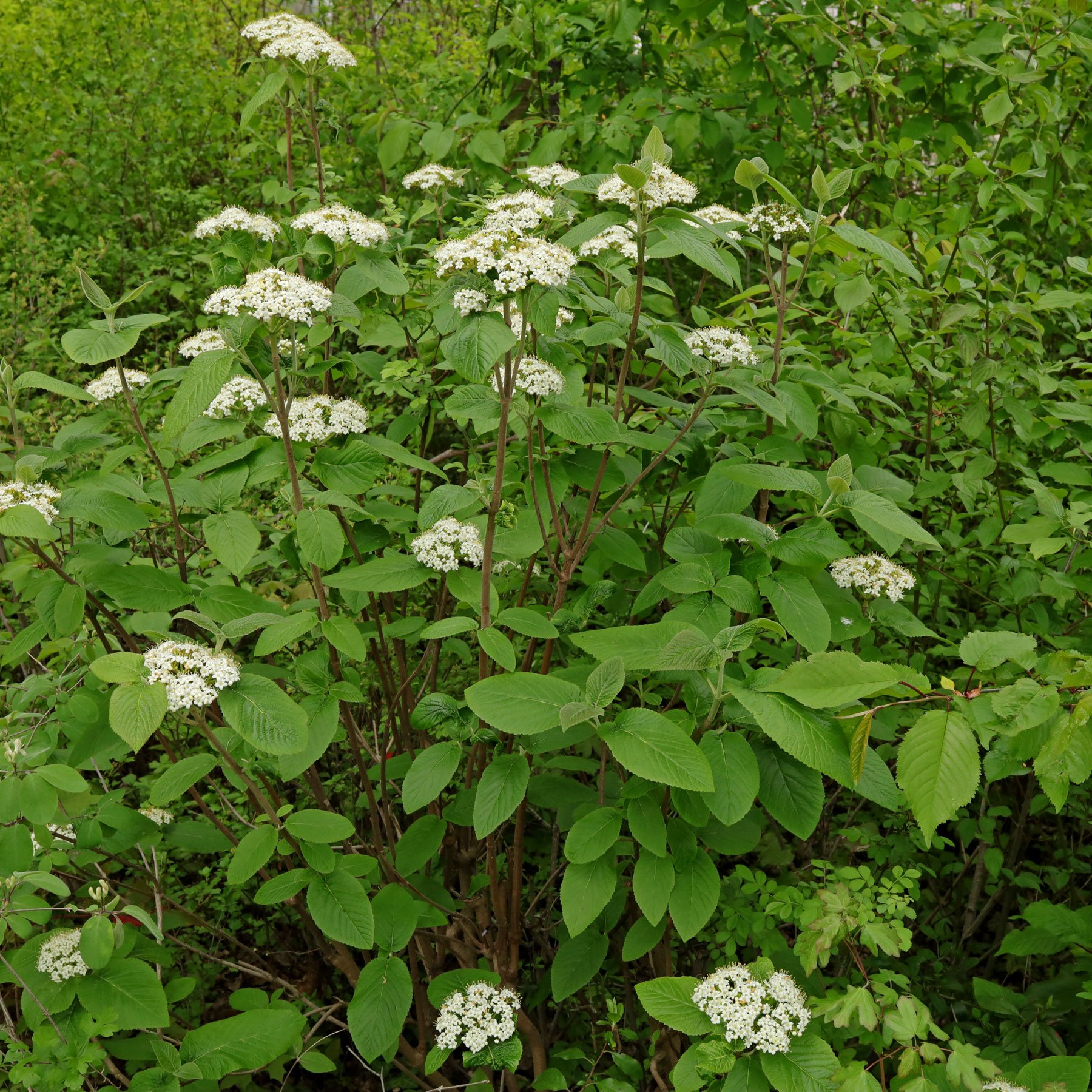 Viburnum-lantana-1-3448833036