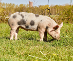 La ferme de Vézie, viande de porc et charcuterie bio