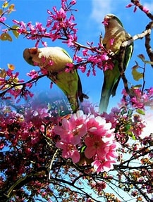 Image-du-printemps