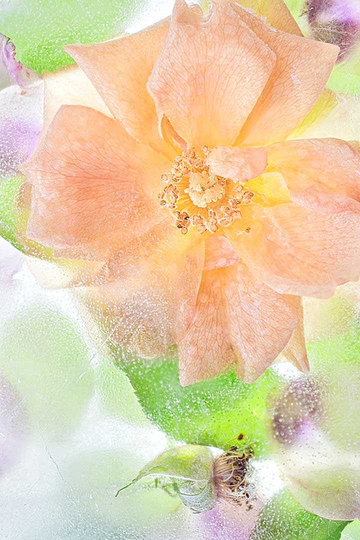 Roses hiver