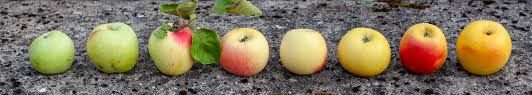 Photos Les Croqueurs de Pommes Cantal