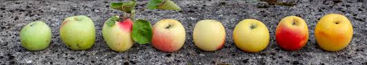 Photos Les Croqueurs de Pommes Cantal