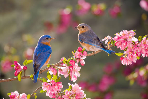Istockphoto-183412466-612x612