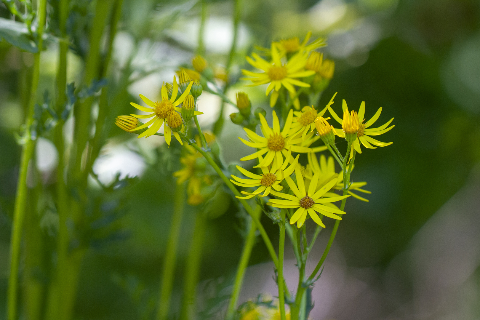 IMG 8652-Fleur