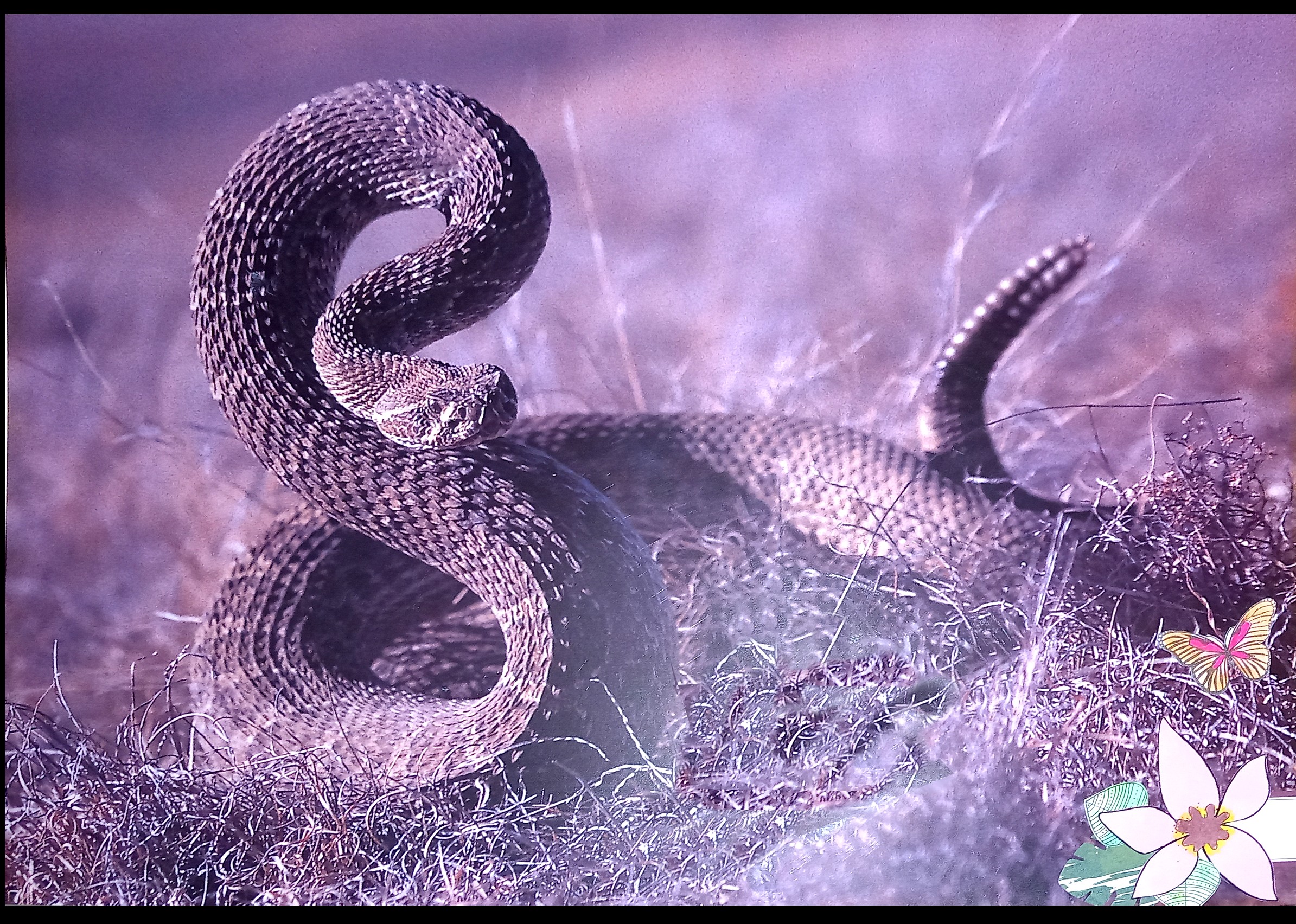 Serpent