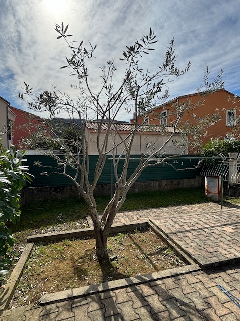Olea europea. L'olivier a besoin d'être éclairci en son centre