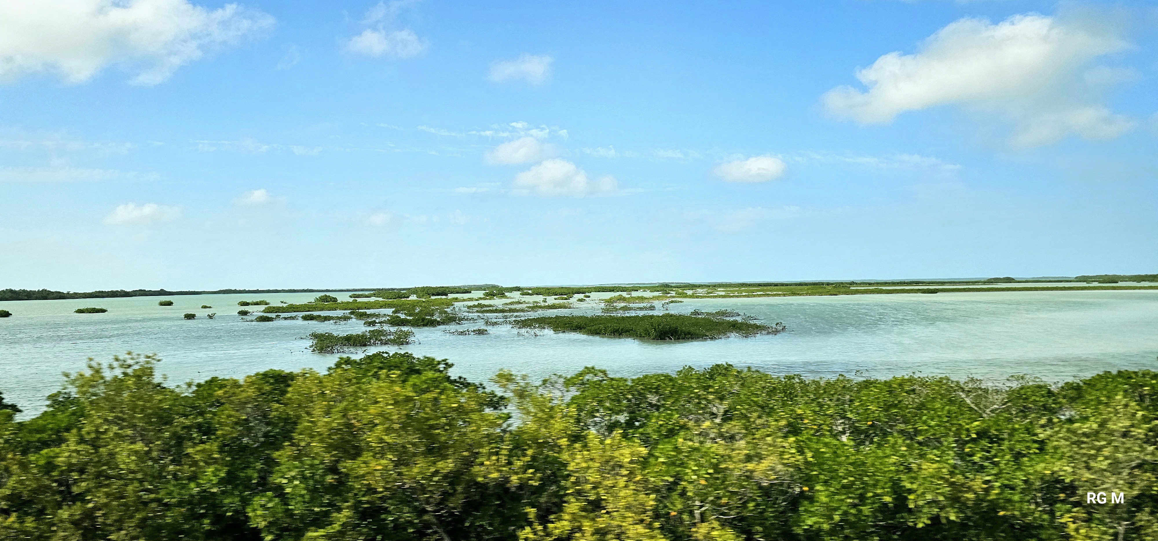Mangrove