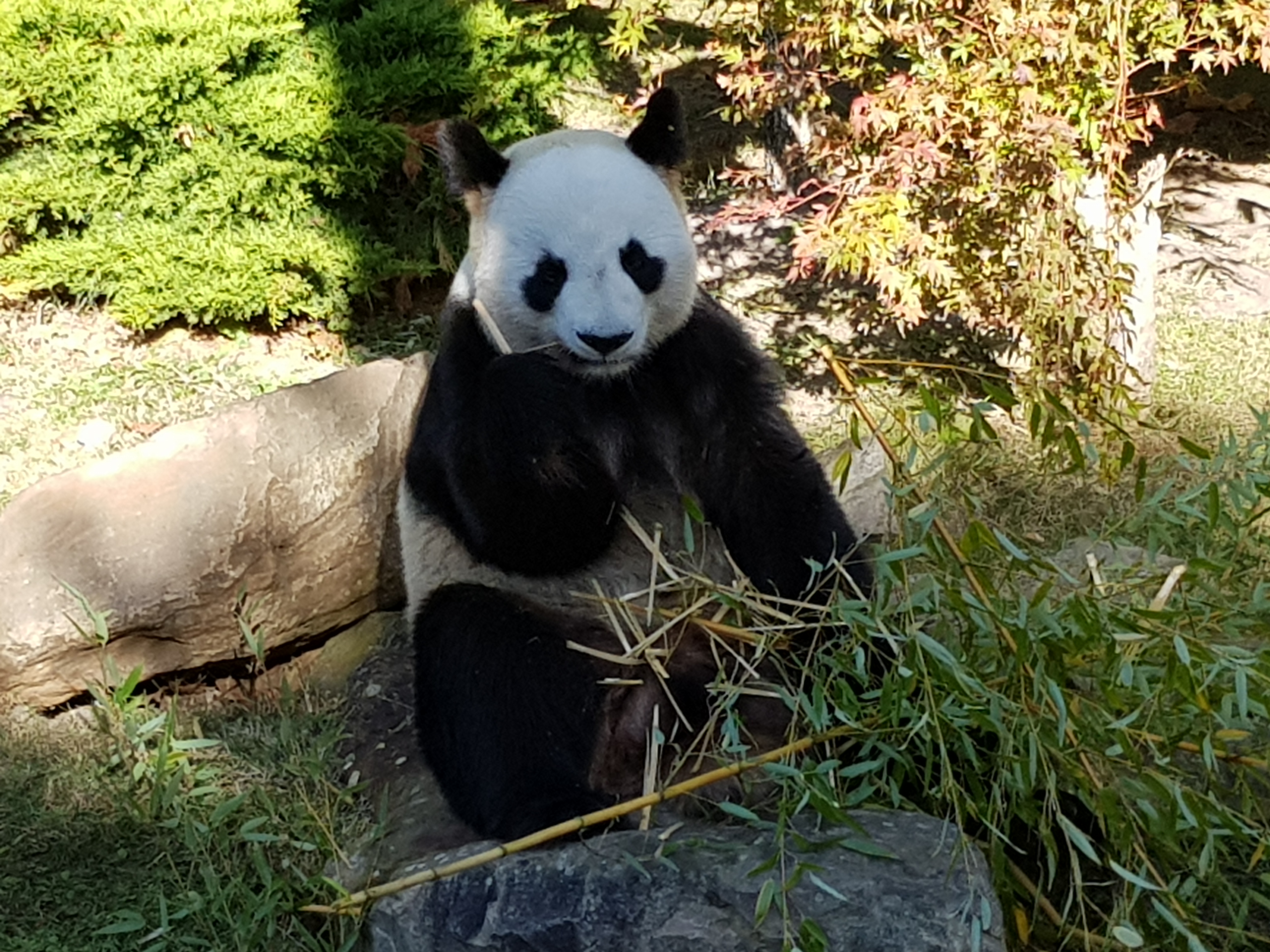 VISITE DU ZOO DE BEAUVAL ET DU CHÂTEAU DE CHAMBORD 