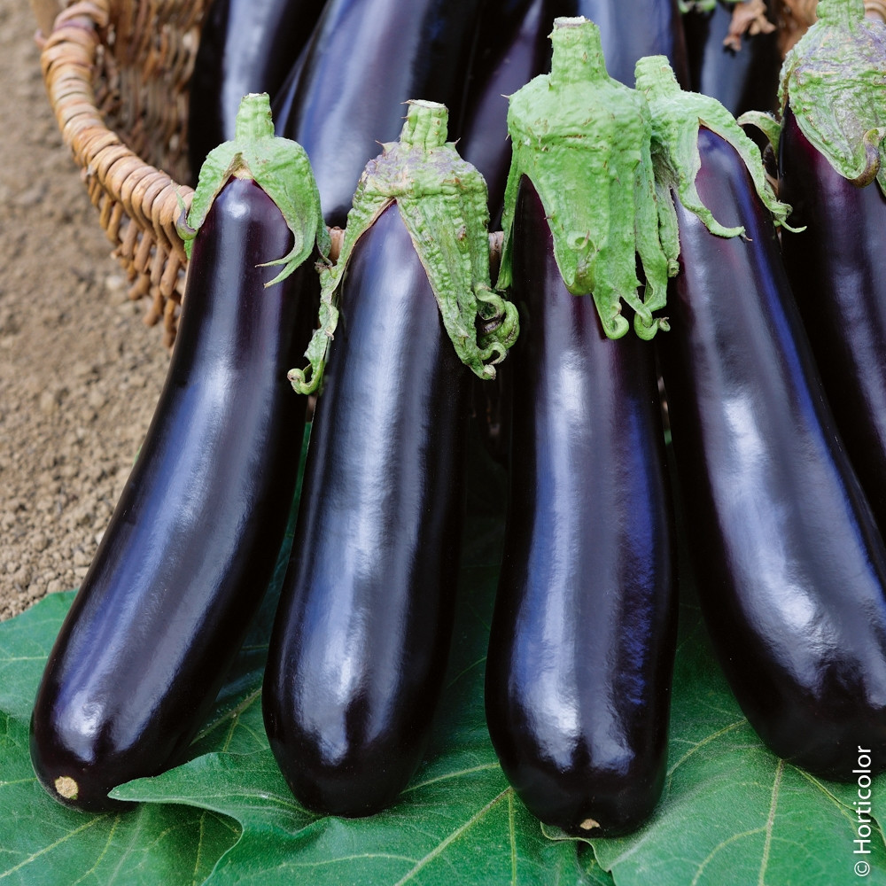 Aubergine barbentane