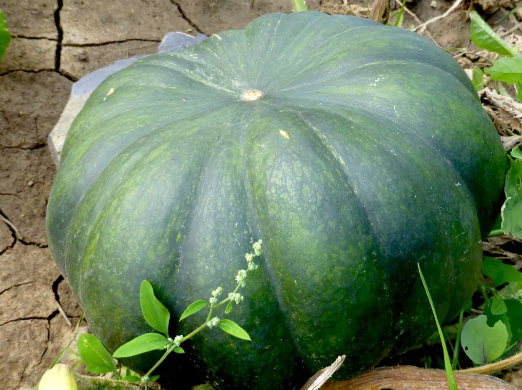 Courge musque de provence 1