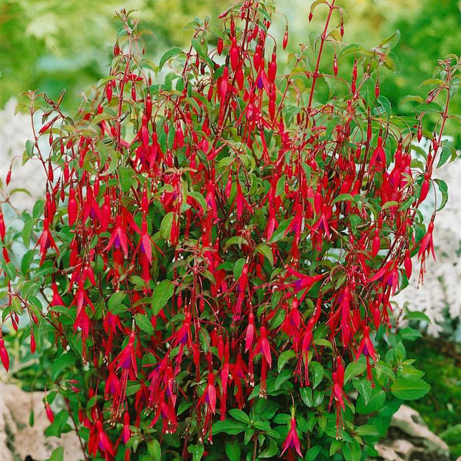 Fuchsia riccartonii 900x900 proportionalsmallest