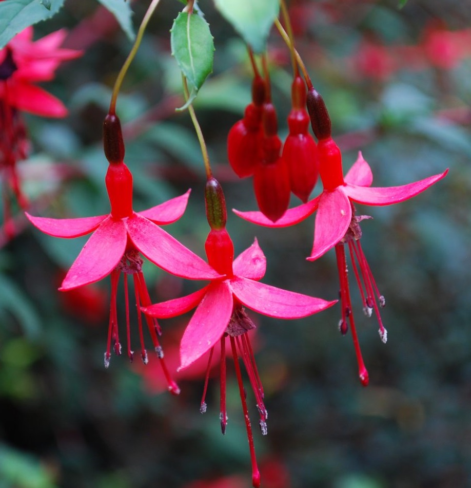 Fuchsiaricartonii3