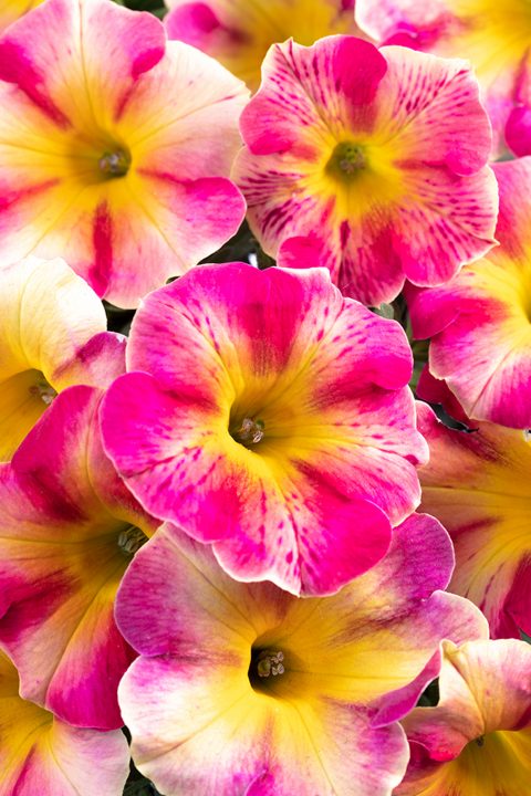 Crazytunia peach bellini 002 480x720