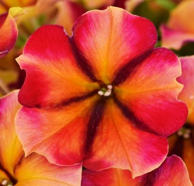 Petunia crazytunia tiki torch 001 480x720