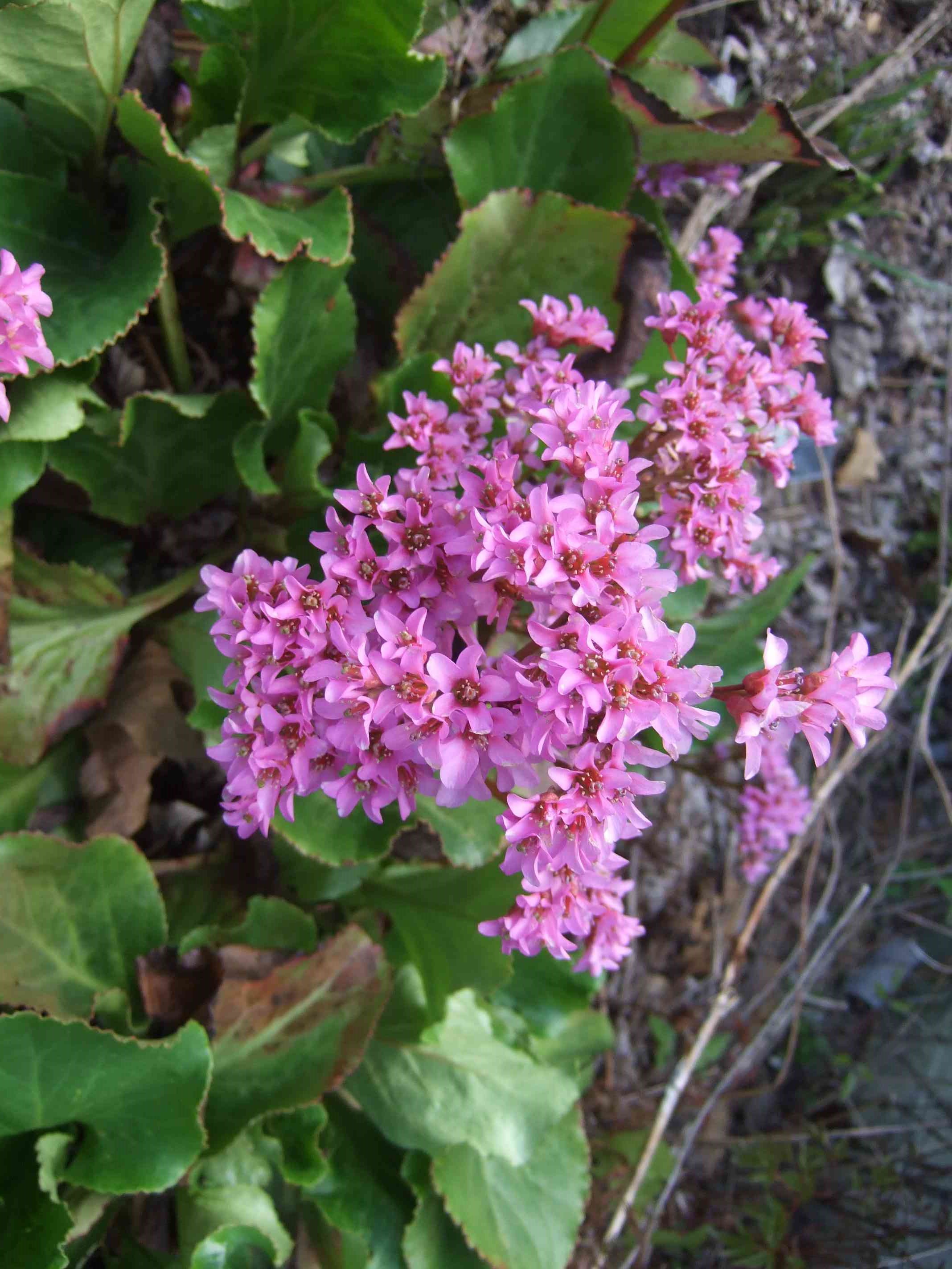 Bergenia