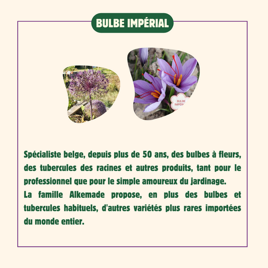 Bulbe-imperial