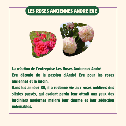 Les-roses-anciennes-andre-eve