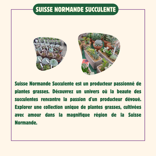 Suisse-Normande-succulente