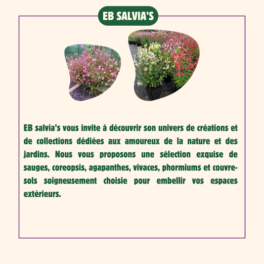 EB-Salvia-s