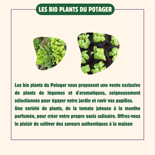 Les-bio-plants-du-potager