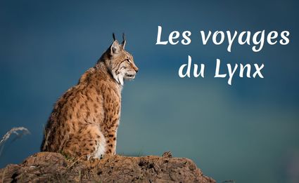 Lynx