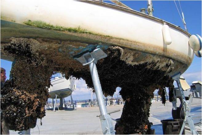 Choisir sa peinture antifouling, quelle matrice pour quel usage du bateau?