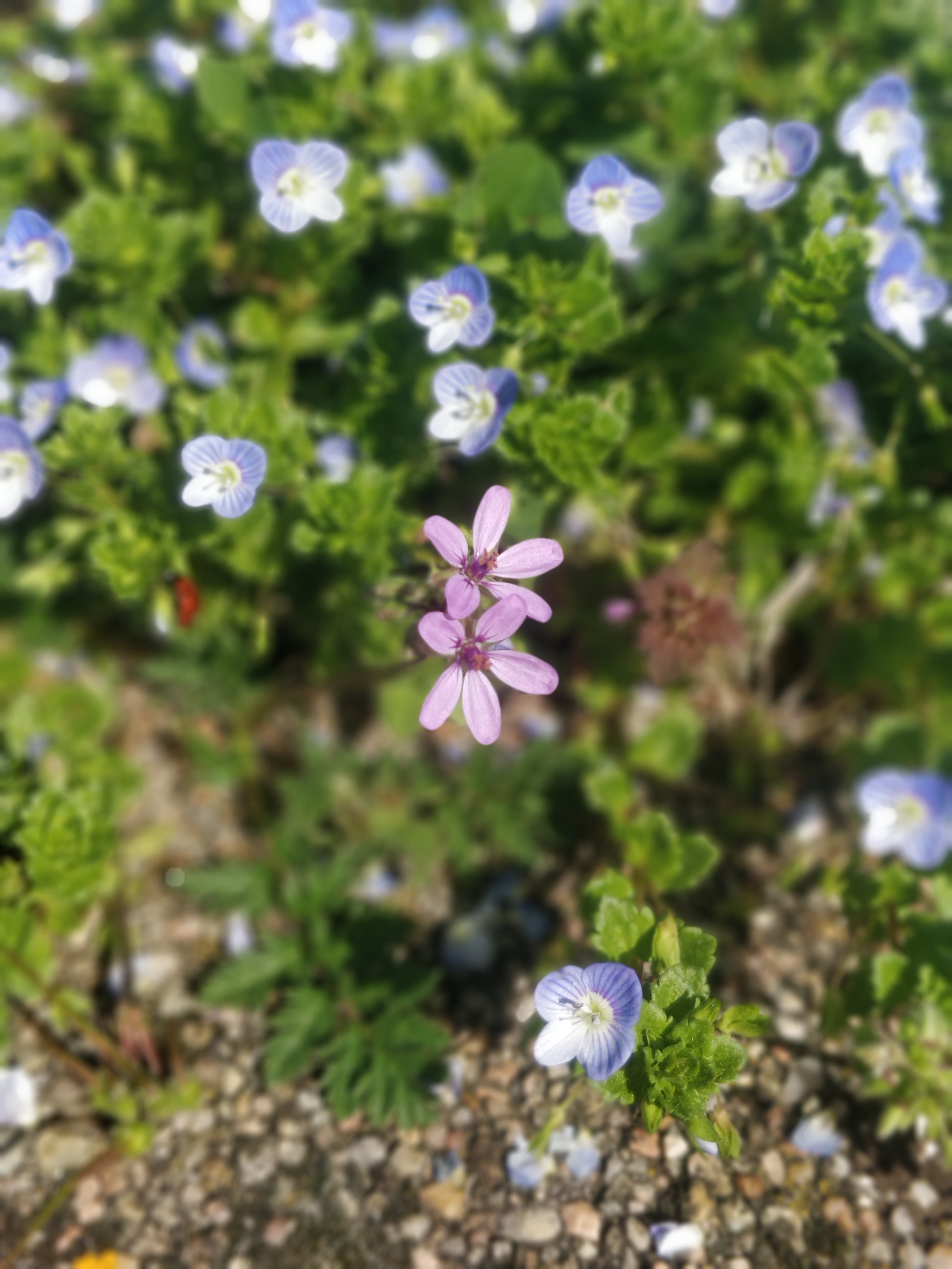 IMG 20230322 114936 Bokeh