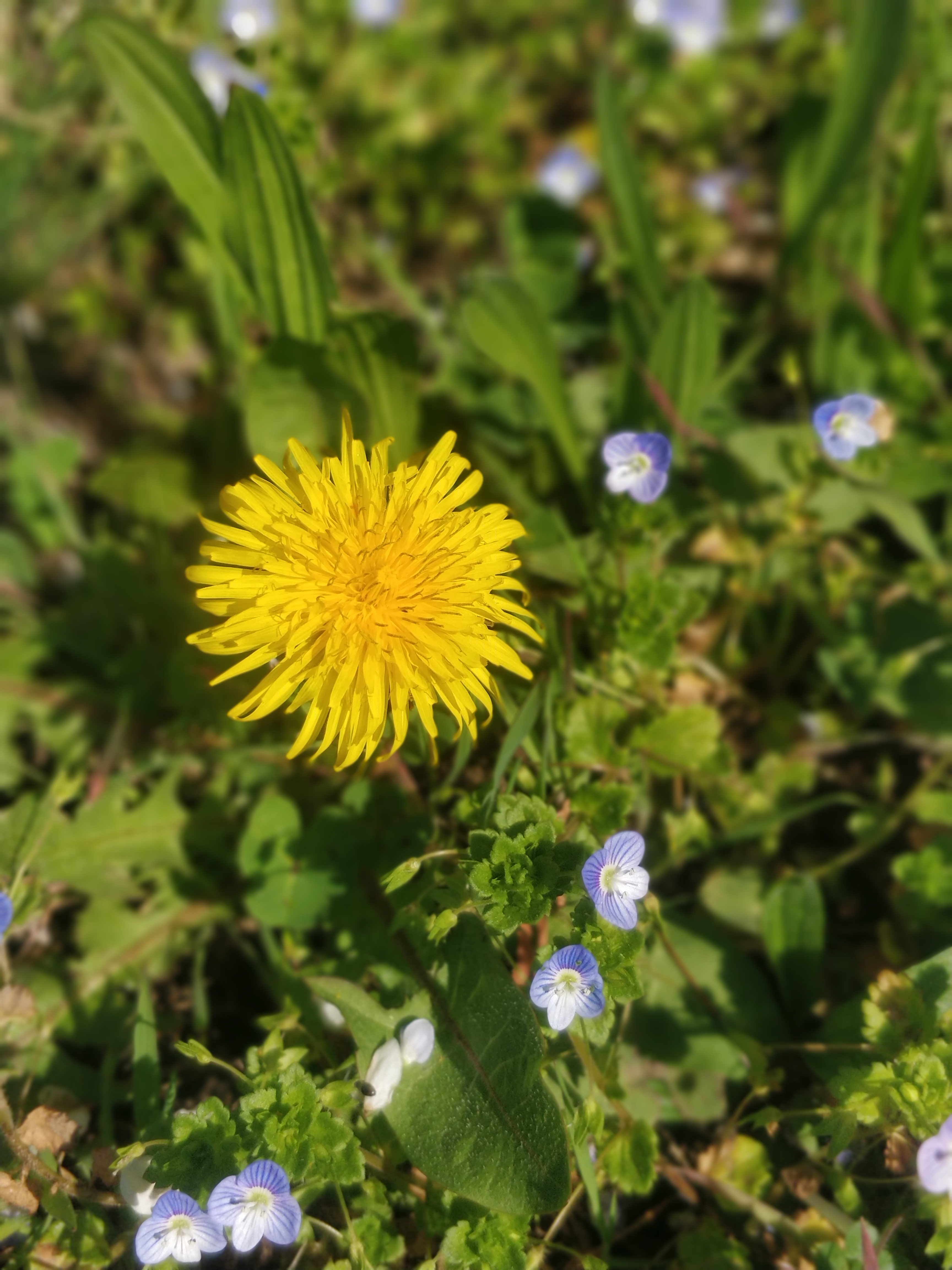 IMG 20230322 115329 Bokeh