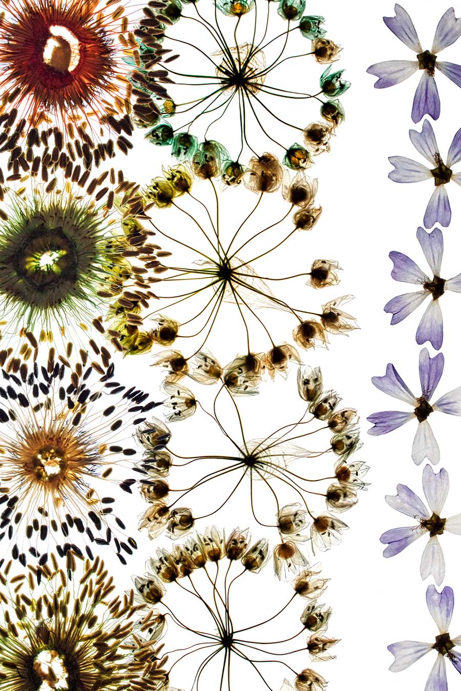 Fleurs rouages