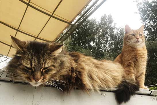 Chats