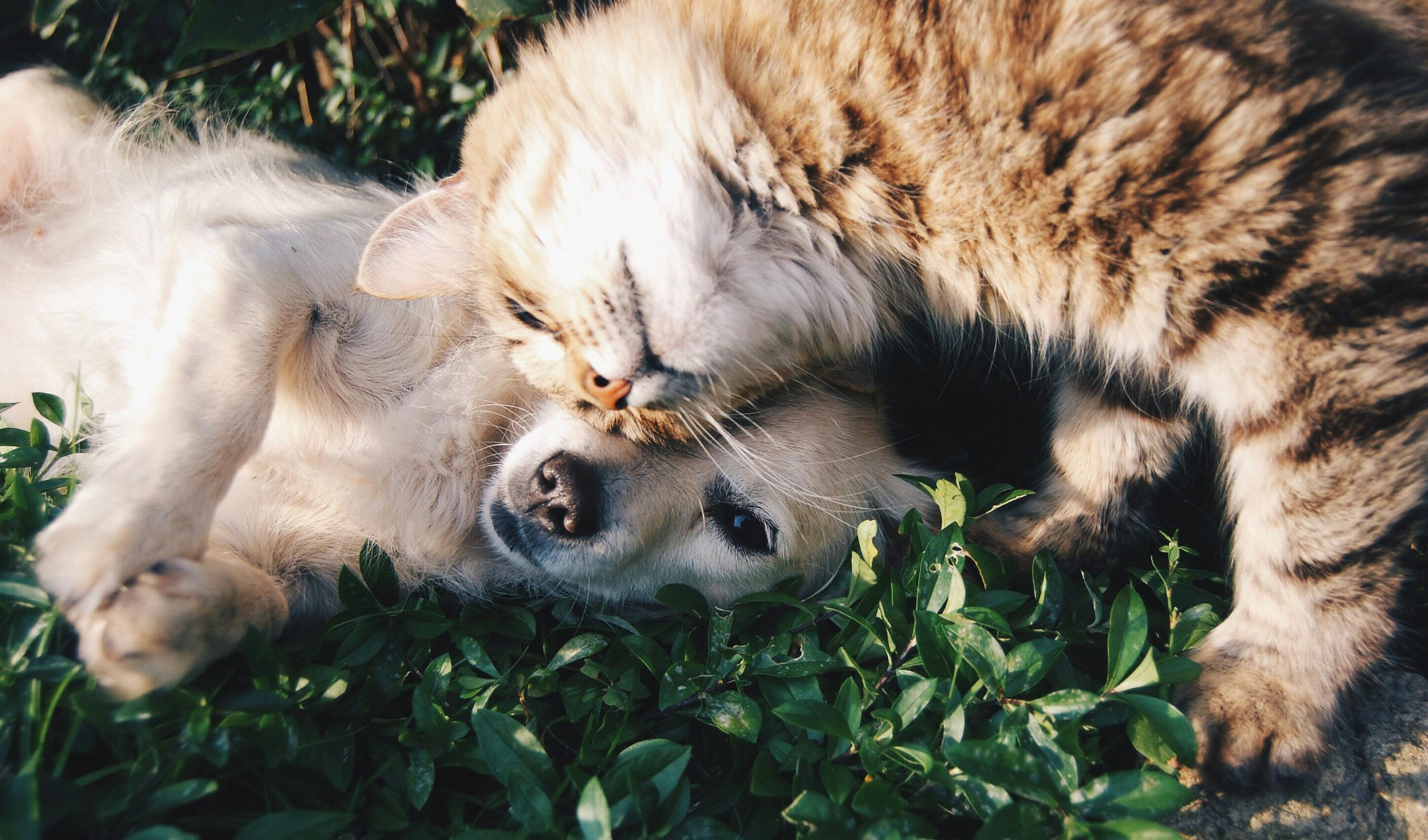 Pexels snapwire 46024