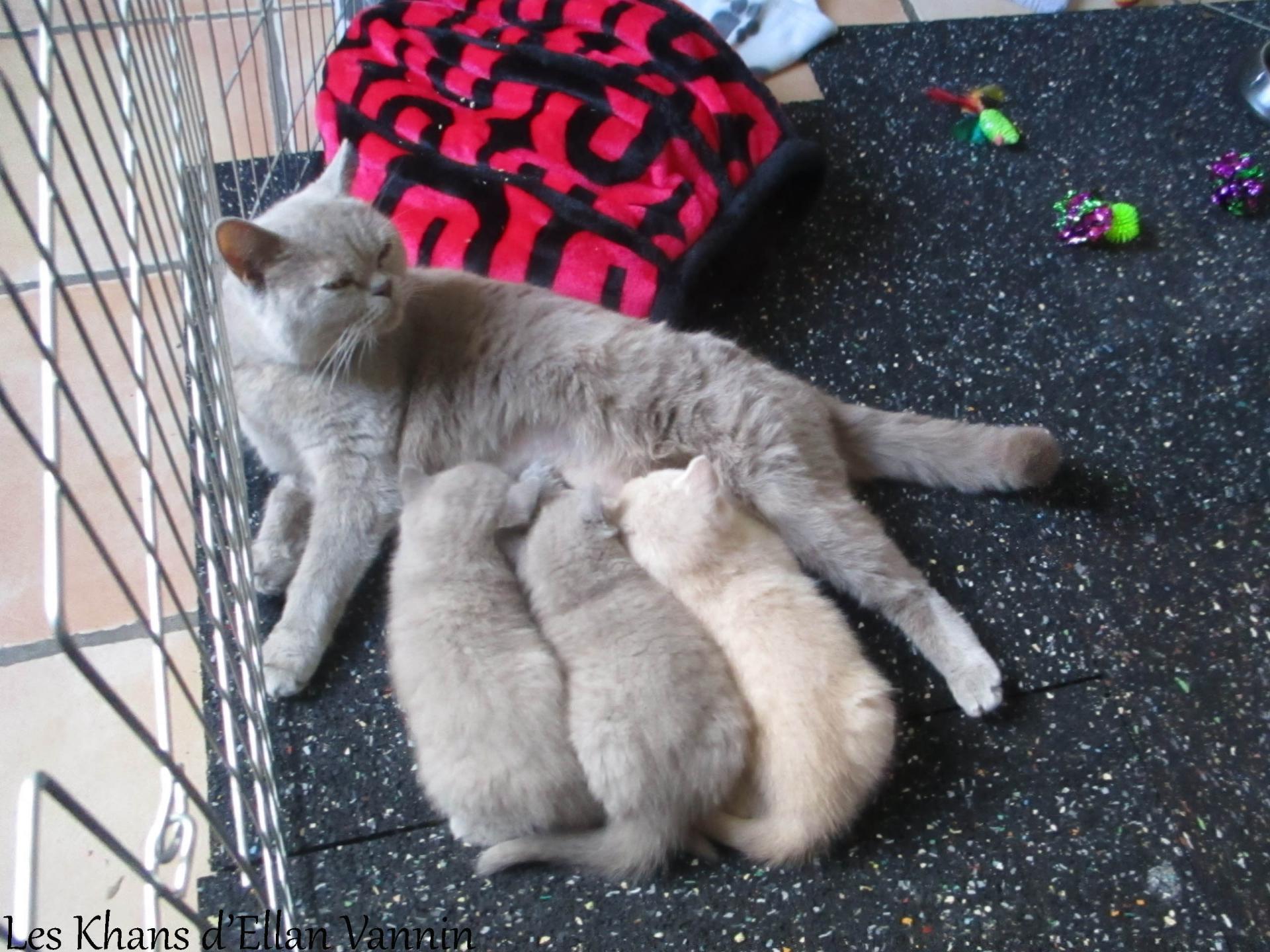 Lamia et ses chatons british