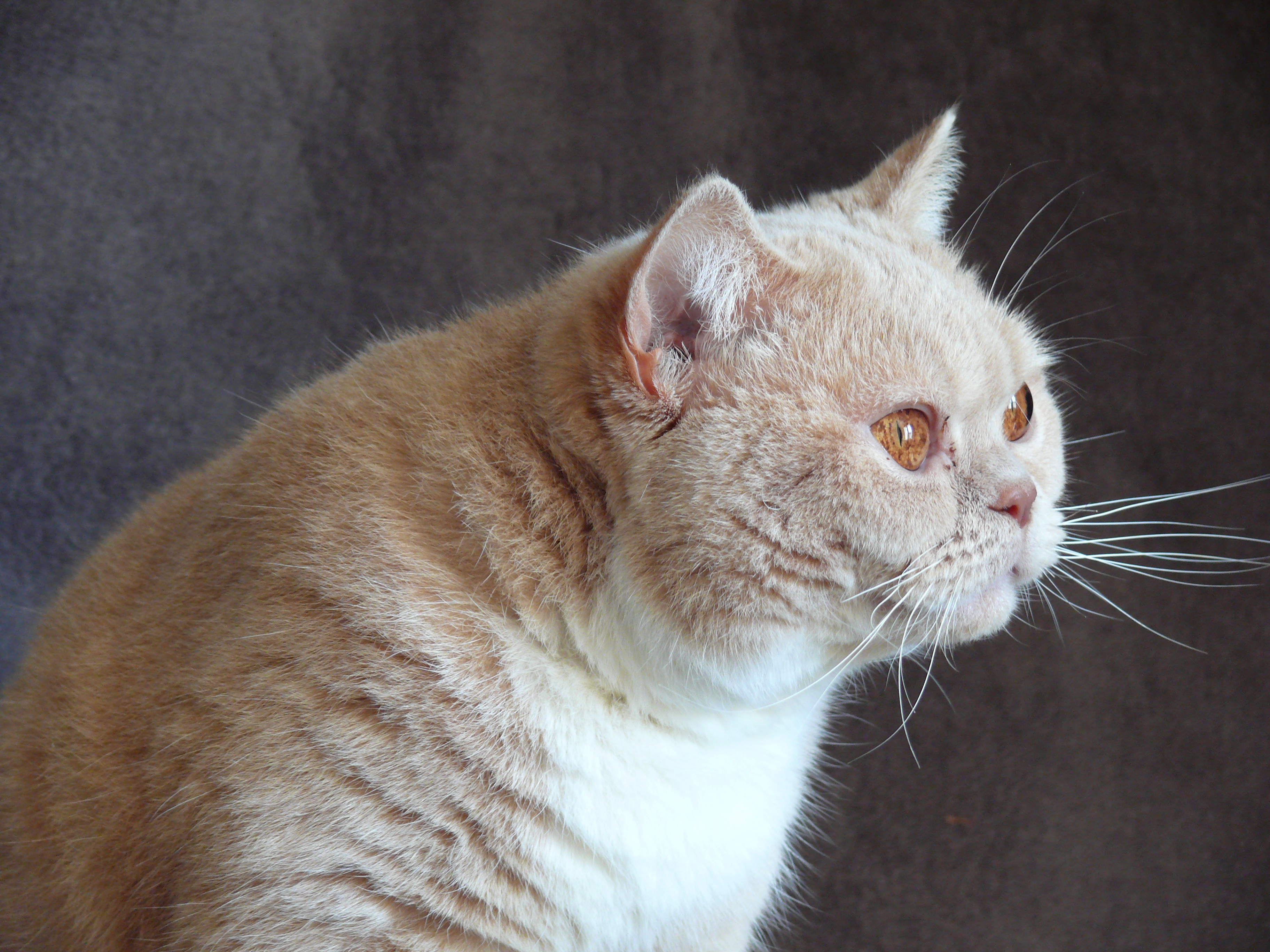 Idromel du Clos des Sistres, British shorthair crème et blanc