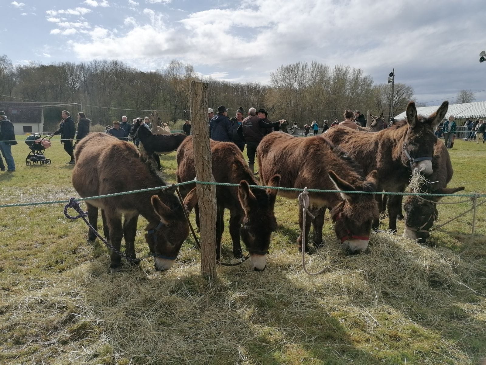 Fête aux Anes