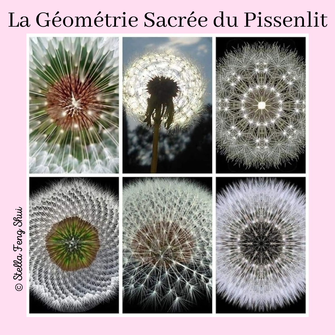 La-geometrie-sacree-du-pissenlit
