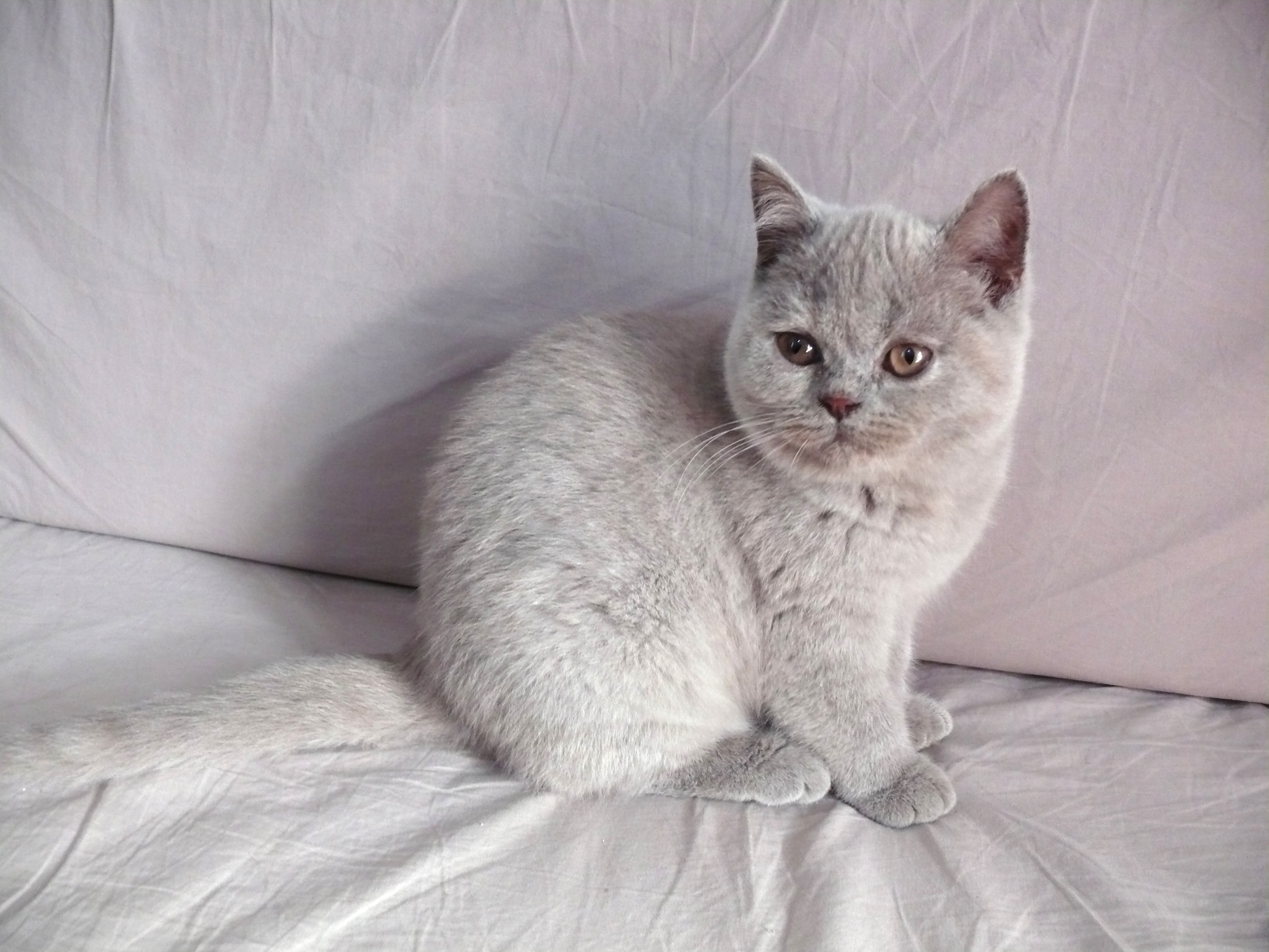 Lamia Khan d'Ellan Vannin, British shirthair lilas tortie