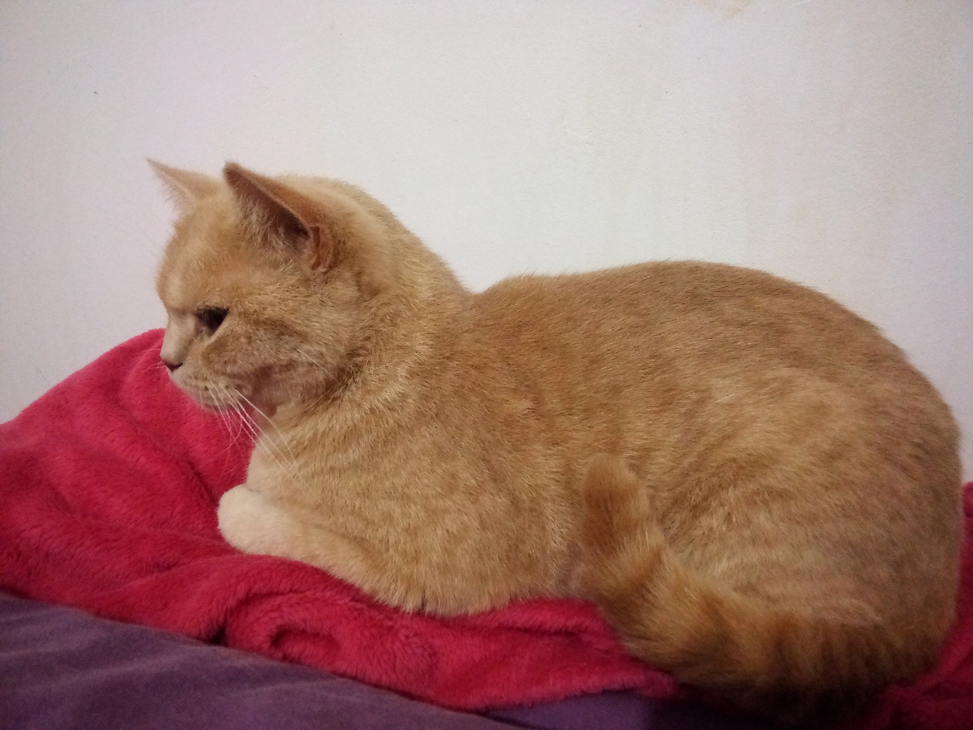 Persia Prima Khan d'Ellan Vannin, British shorthair crème