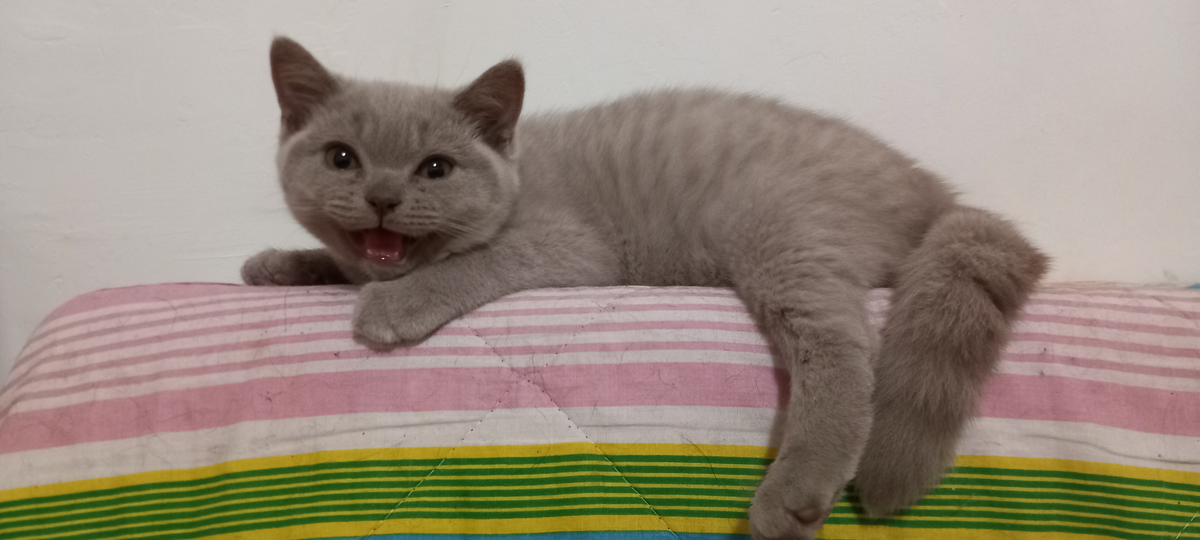 Urus Khan d'Ellan Vanni, British shorthair lilas