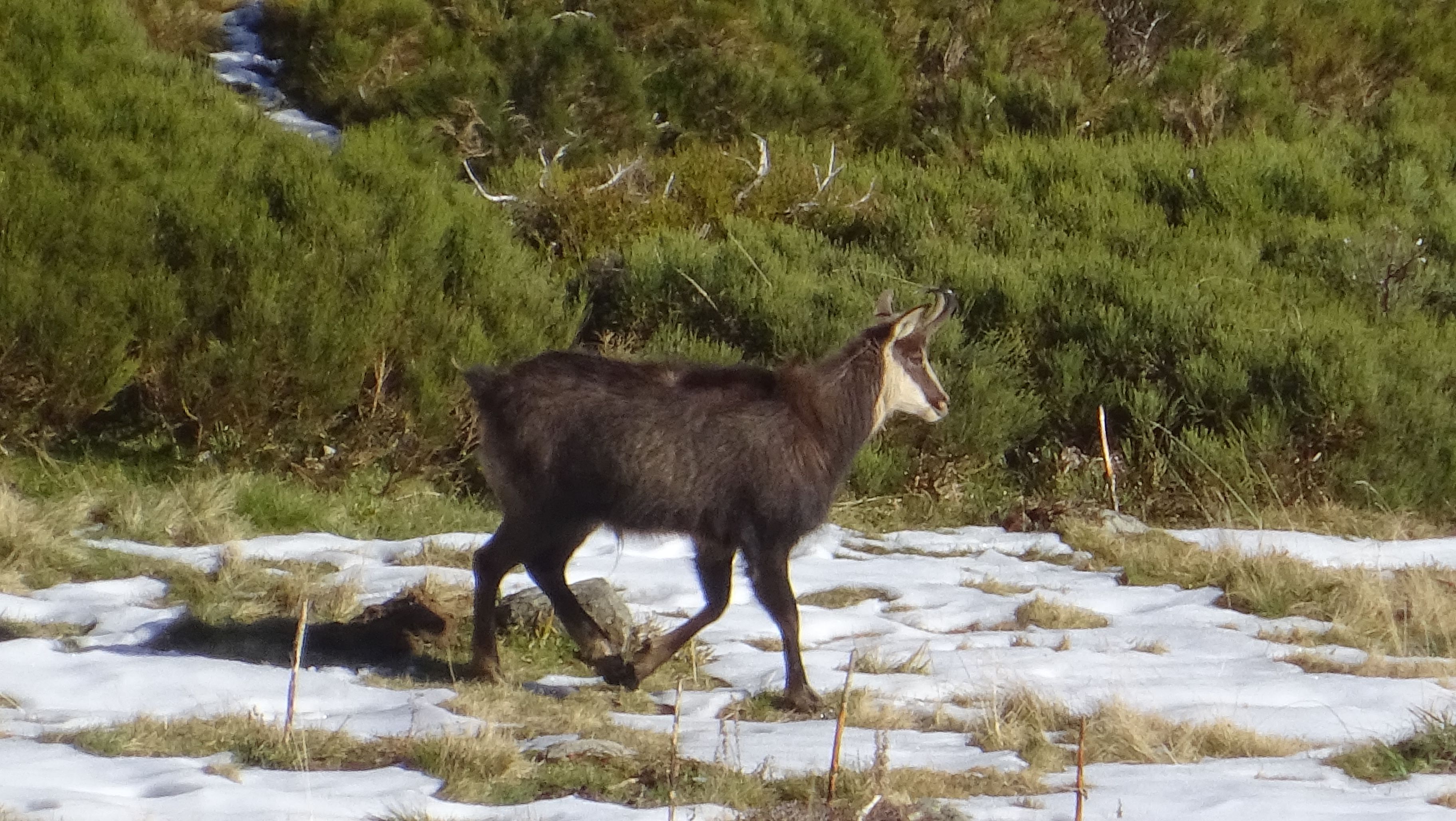 Chamois cantal